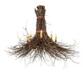 Candle chandelier - Liora Ridge for dining room view 1